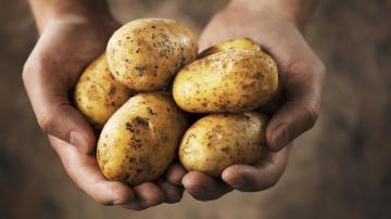 Úžasné fakty o zemiakoch: pravda o škrobu