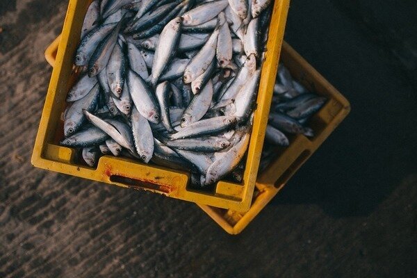 Ryby si môžete kúpiť bez strachu - ulovili ich ráno (Foto: Pixabay.com)