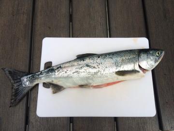Najlacnejší a najrýchlejší spôsob solenie lososa
