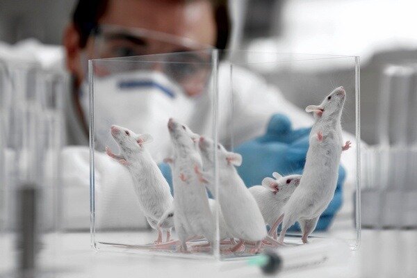 Výskum sa ukázal ako veľmi dôležitý, je však potrebné vziať do úvahy, že štruktúra potkanov a ľudí je stále odlišná (Foto: newsland.com)