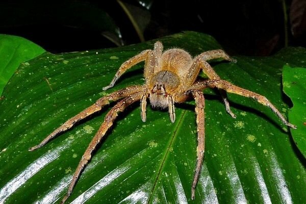 Uhryznutie aj malých pavúkov môže byť nebezpečné (Foto: topcafe.su)