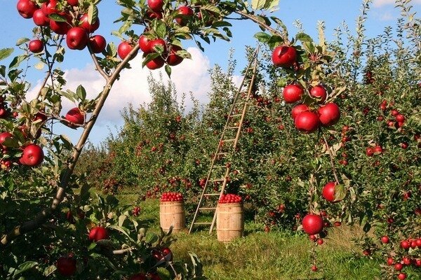 Jedno jablko môže zabiť nepríjemný zápach. (Foto: Pixabay.com)