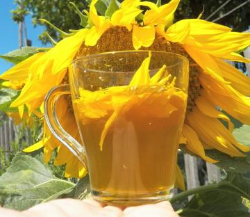 Sunflower nápoj, zvyšuje chuť do jedla
